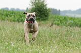CANE CORSO 1125